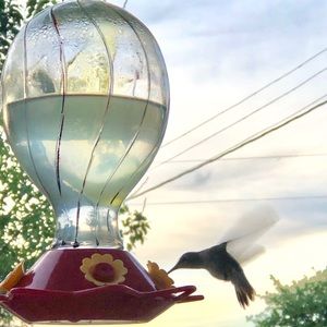 Meet your Posher, Dorothy